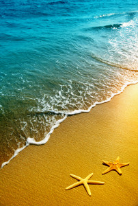 starfish on a beach sand